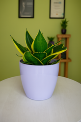 Hug A Plant | Sansevieria Stars and Stripes in Valencia 14cm Round Plastic Pot – Air Purifying Indoor Plant |